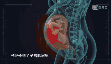 elle公开生产过程,应采儿二胎剖腹产曝光,不要低估一个生孩子的女人!