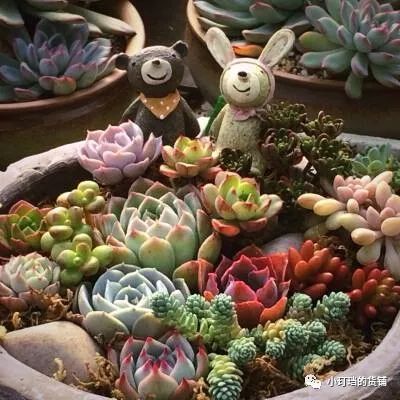 可以把不同品种的多肉植物种在一个花盆里吗 景天科 百合科 生石花 多肉 花盆