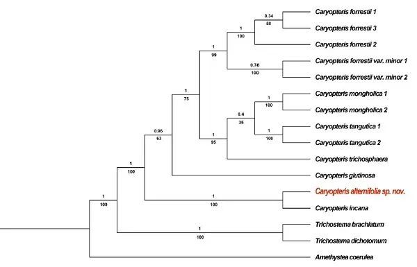 唇形科|广东潮州发现唇形科植物新种“互叶莸”