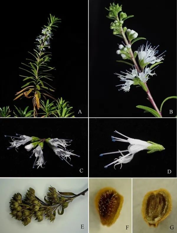 唇形科|广东潮州发现唇形科植物新种“互叶莸”