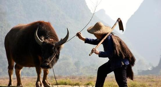 耕牛文明的底蕴