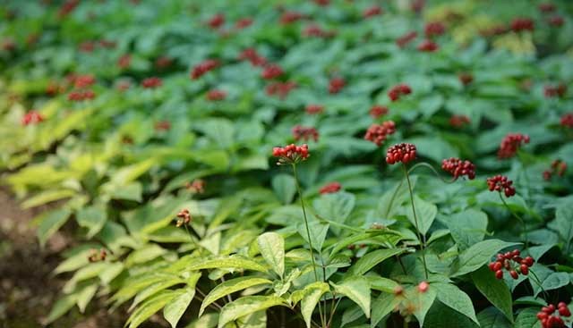 人参|中药材人参高产用什么叶面肥？人参专用叶面肥，人参叶面肥用哪个好？