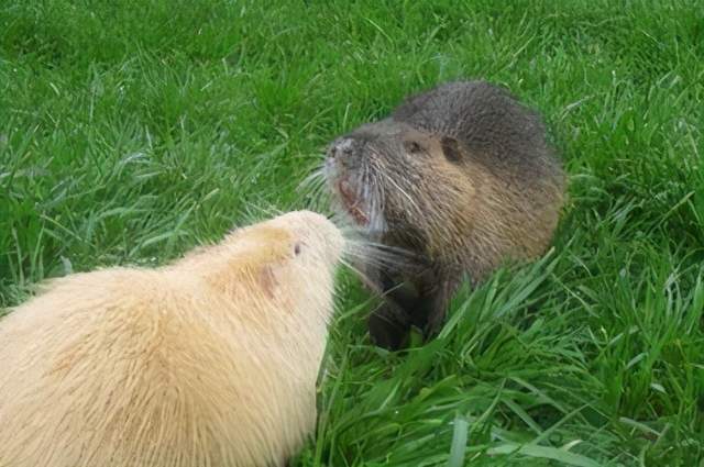 第一个,养殖项目就是养殖海狸鼠,一些骗子不断地向大家介绍养殖海狸鼠