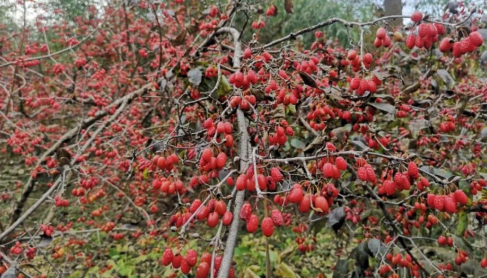 欒川山茱萸,紅遍山野!_騰訊新聞