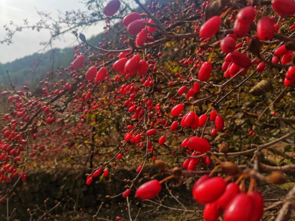 欒川山茱萸,紅遍山野!_騰訊新聞