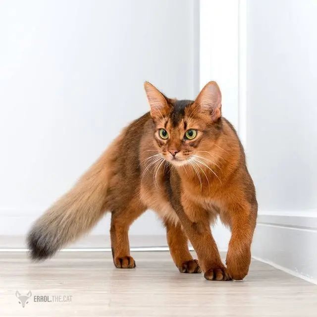 似松鼠又似狐狸索马里猫天生高颜值见人就微笑萌倒众网友