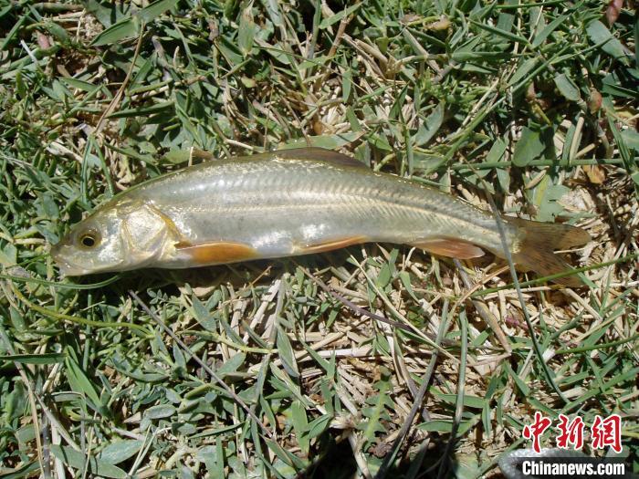 图为青藏高原裂腹鱼亚科鱼类. 中国科学院西北高原生物研究所供图 摄