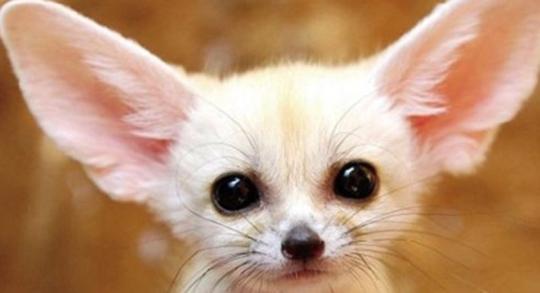 世界上最可爱的动物评选 大熊猫惨败 第一名居然是它 腾讯新闻