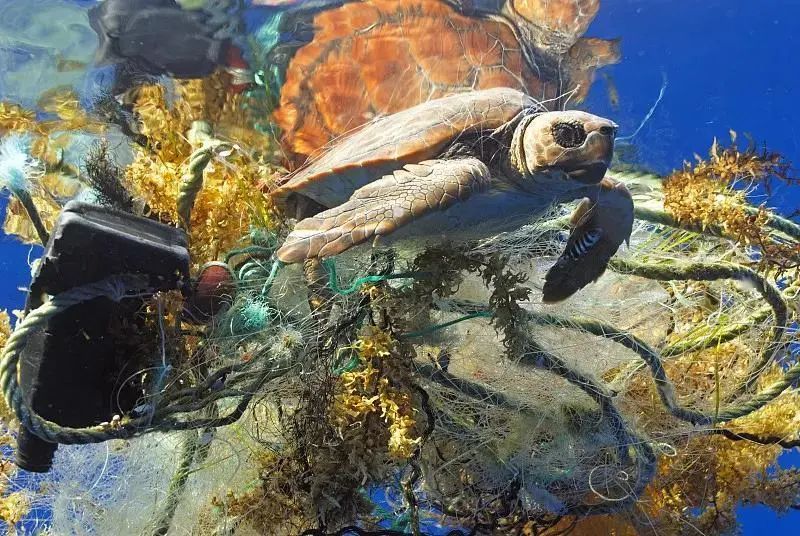 枪响之后没有赢家