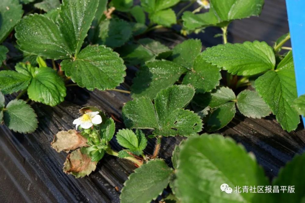 草莓|节水减药！新机械让昌平草莓苗茁壮！