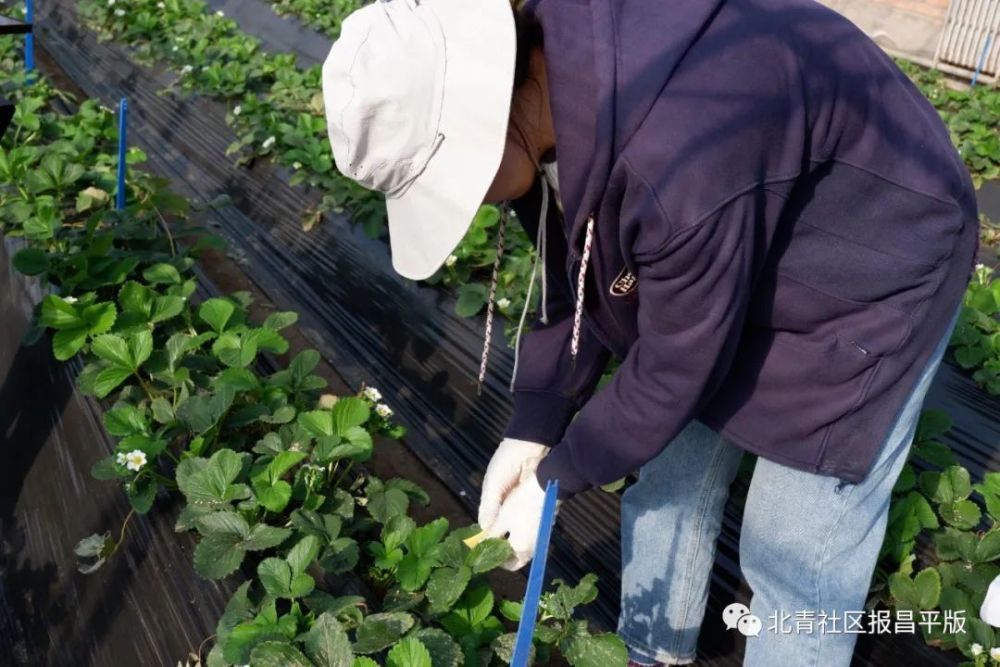 草莓|节水减药！新机械让昌平草莓苗茁壮！