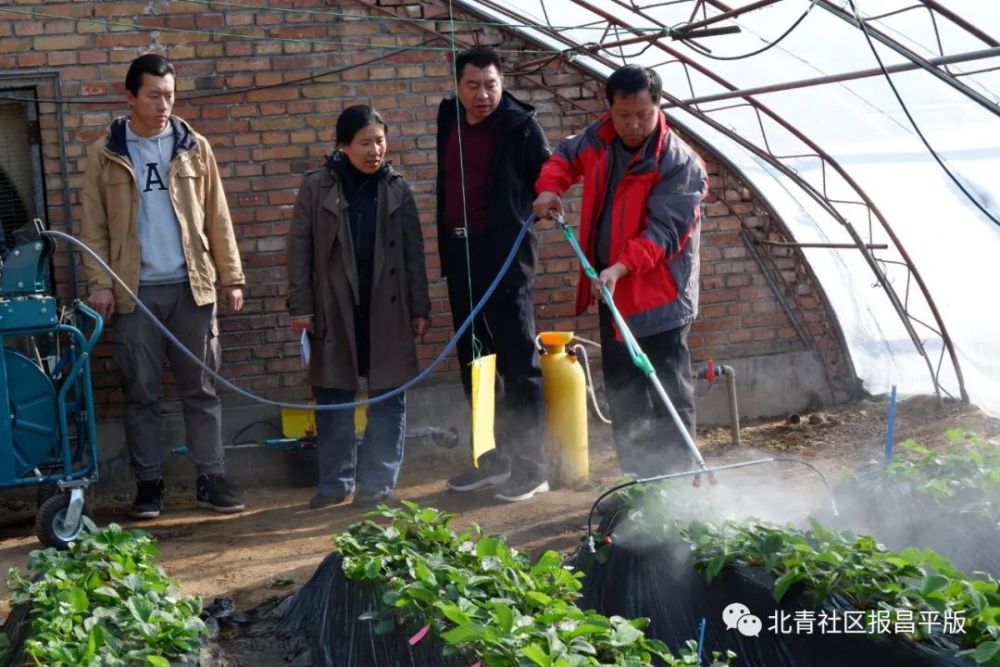 草莓|节水减药！新机械让昌平草莓苗茁壮！