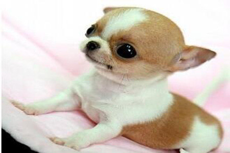 世界最小狗是怎样的 盘点世界最小狗的品种 吉娃娃 犬种 博美 约克夏