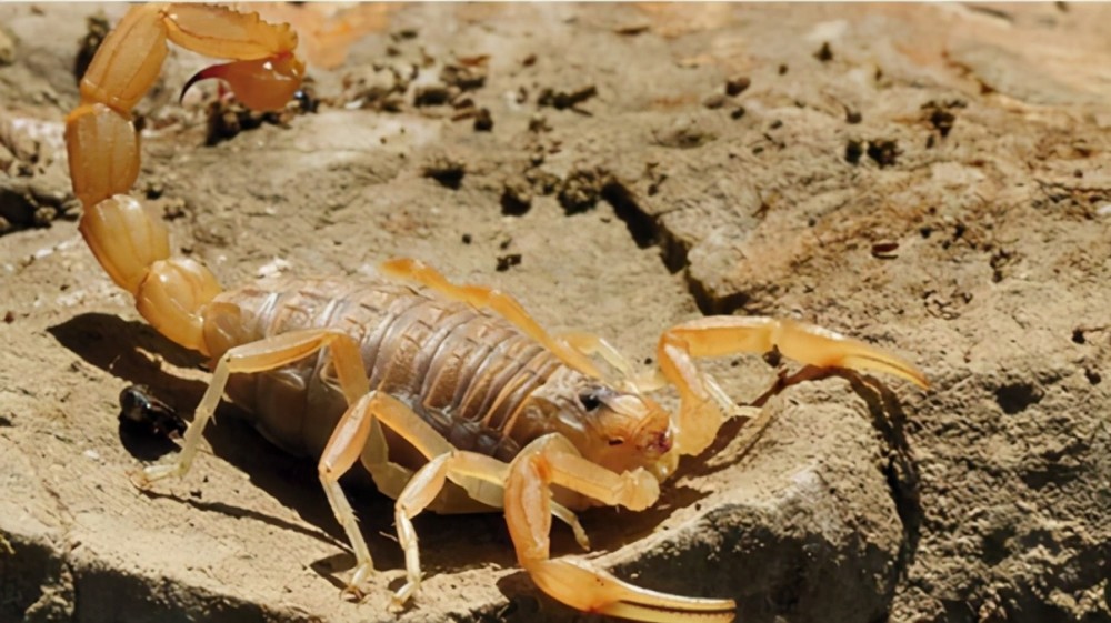 胰岛素|胰岛素1.73万1升，香奈儿5号4.8万1升，第三种翻价千倍