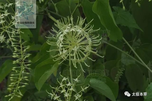 九龍根來源產地為豆科植物龍鬚藤的根.