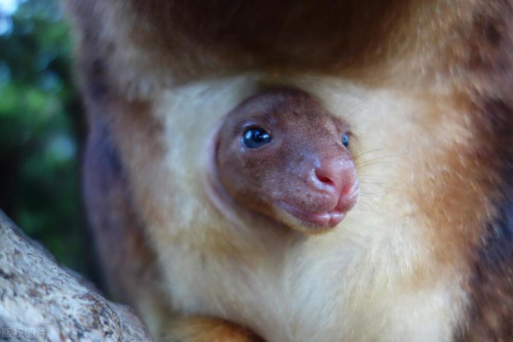 树上生活的袋鼠:五只手,三个阴道,两个子宫,两胎之间无缝衔接_腾讯