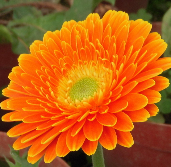 心理学凭直觉选一朵幸运花测你下个月会不会行大运