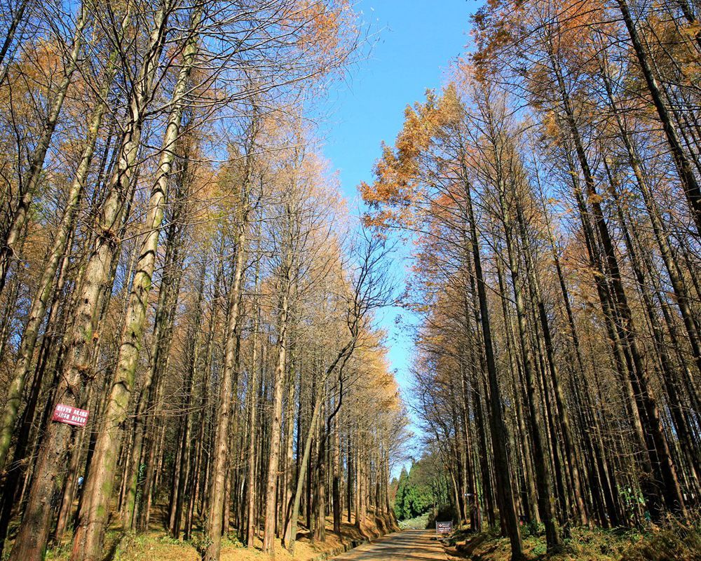 插播實時圖片重慶南川山王坪秋景走最美的路賞最美的林