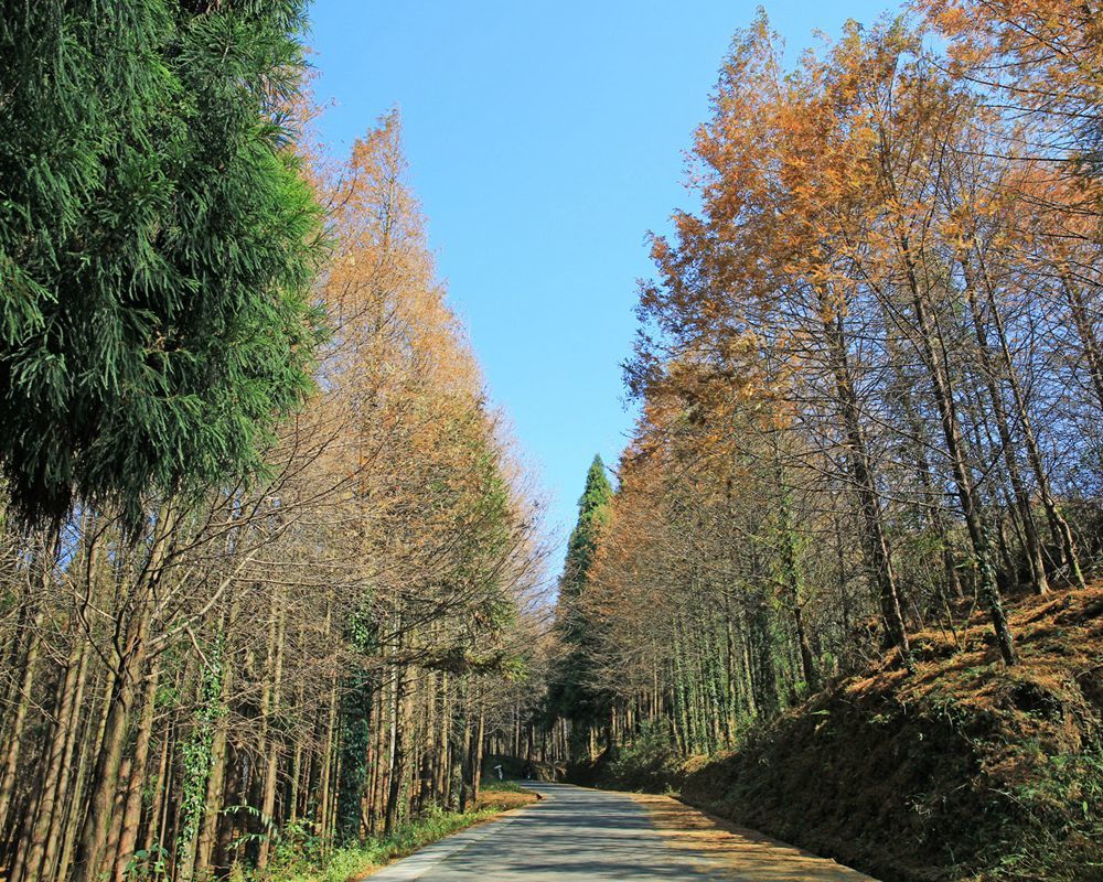 插播實時圖片重慶南川山王坪秋景走最美的路賞最美的林