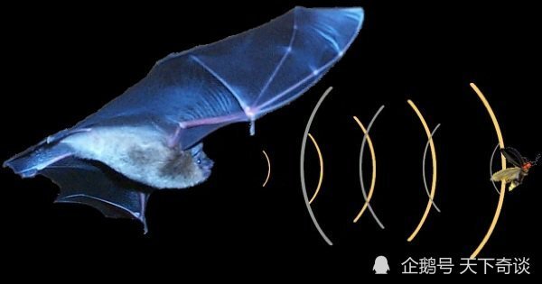 研究表明:蝙蝠可以"预知未来"|回声|超声波|定位器|蝙蝠