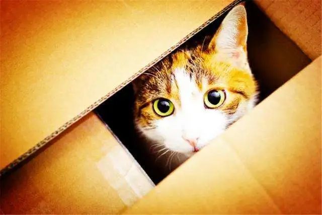 原子核|破解物理学四大神兽之薛定谔的猫悖论