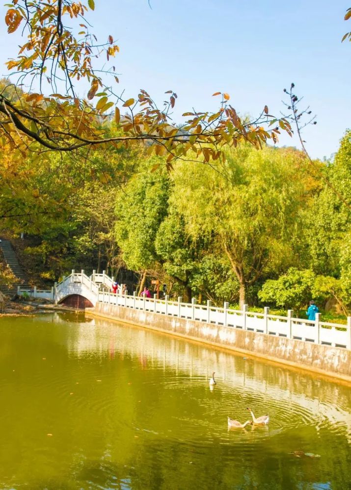 深秋出游,不能错过巢湖东庵森林公园!_腾讯新闻