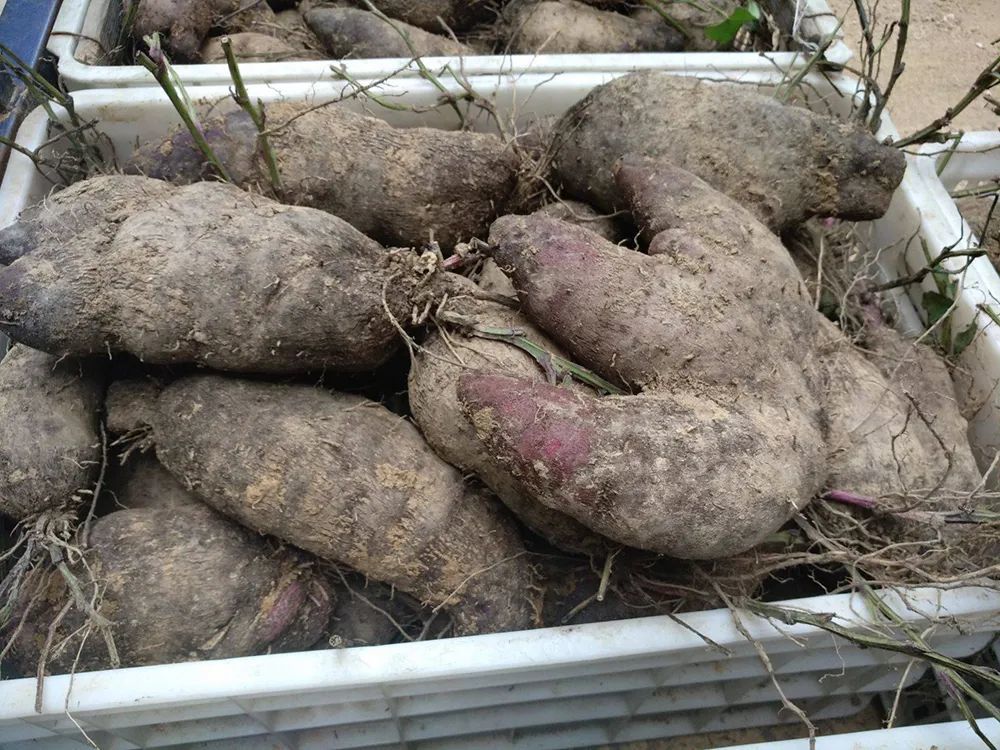 野外有很多野生的脚板薯,虽然这个季节万物凋零,但是从地上枯萎的参