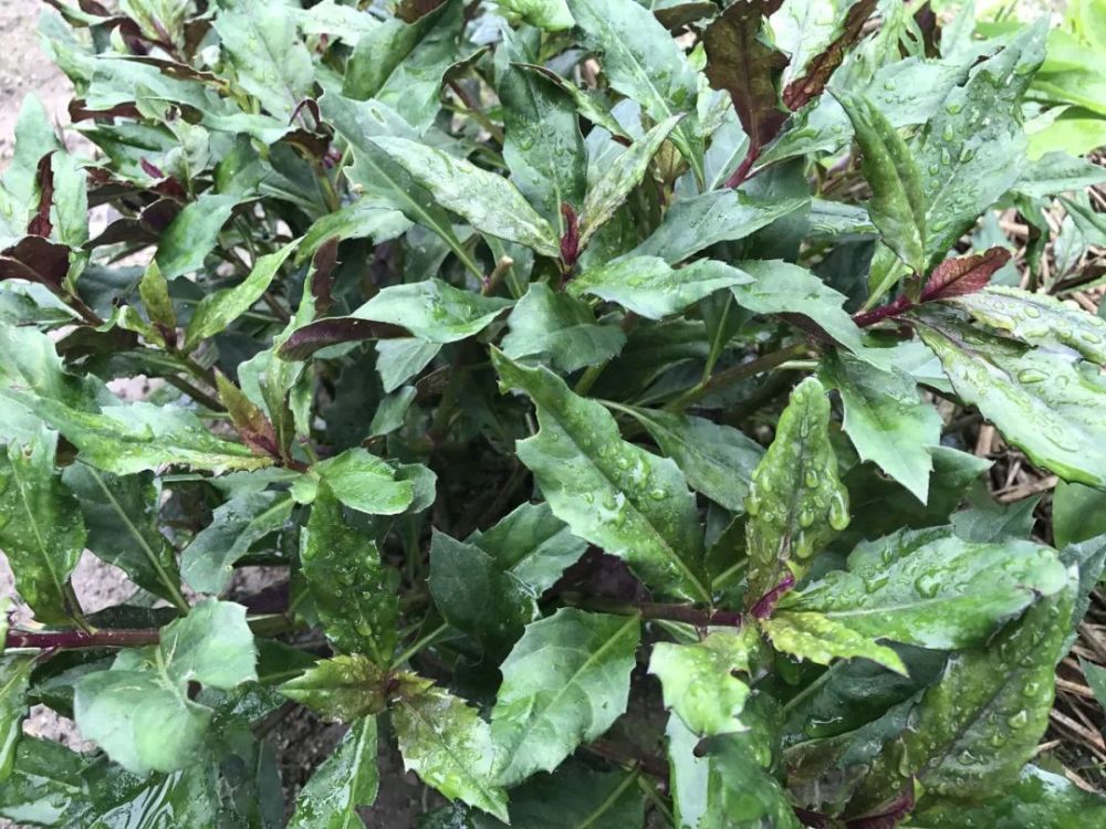 比如近年来的"紫背天葵"就误解了,有人在网上谣传吃它会致癌,但农村里