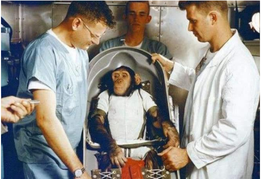 太空|还记得被美国送上太空的猴子吗？时隔50年，结局令人意外