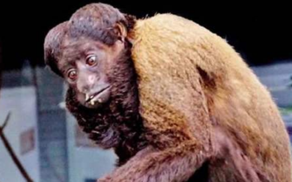太空|还记得被美国送上太空的猴子吗？时隔50年，结局令人意外