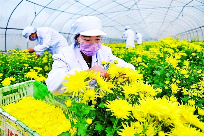 菊花|黄金甲，菊花茶！菊花该如何种植好呢？