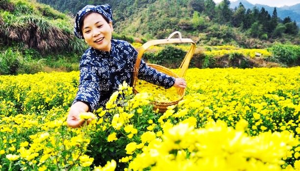 菊花|黄金甲，菊花茶！菊花该如何种植好呢？