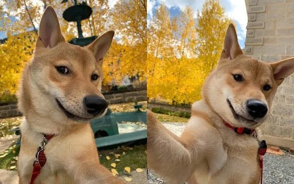 0死角帅柴圈粉,网友敲碗:求合照|粉丝|汪星人|saint|狗狗|柴犬