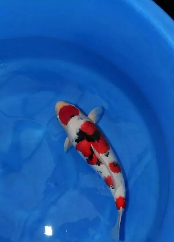 如何辨别锦鲤是胖还是壮 腾讯新闻