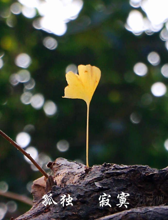 你的寂寞是我的孤独