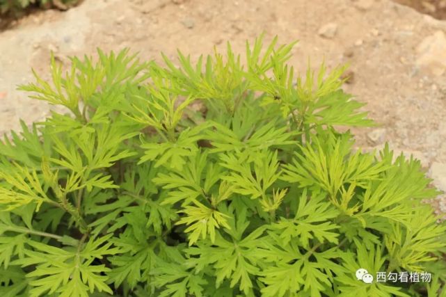 蒙古蒿artemisiamongolica