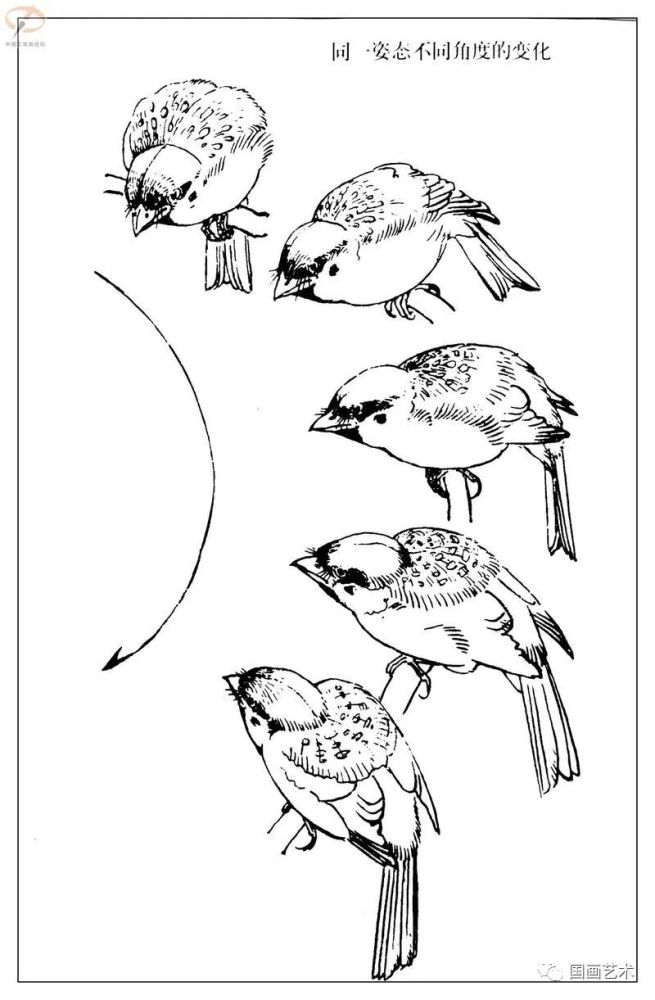 白描麻雀百圖分享