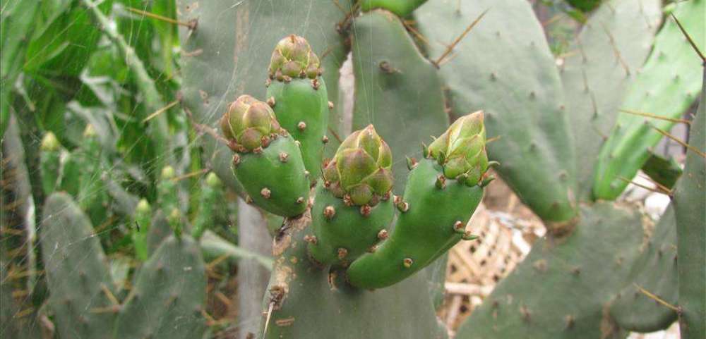 木乃伊|犹他州发现一件奇怪的工具，专家说，它就是两千年前的“纹身针”