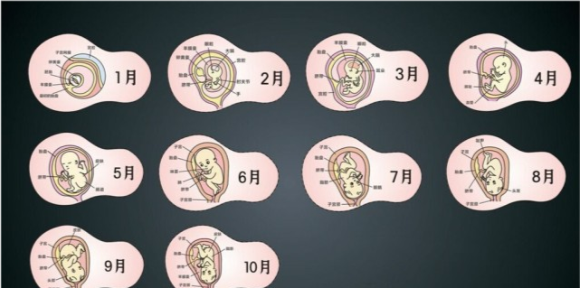 女性怀孕后 这样做可以促进孕囊发育 帮助胎儿健康成长 腾讯新闻
