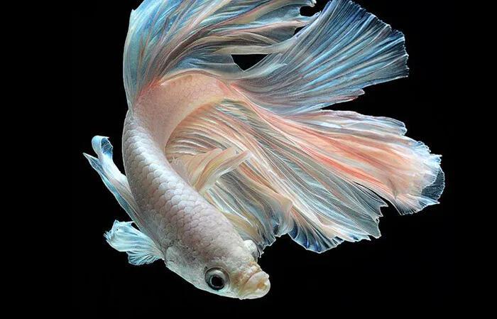 那些好看的观赏鱼