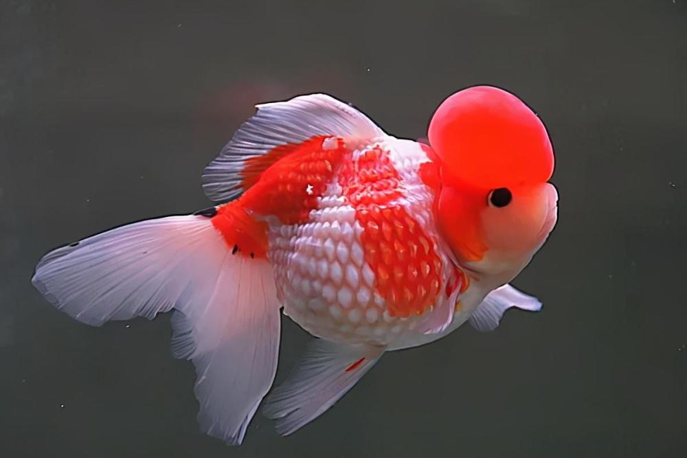 那些好看的观赏鱼