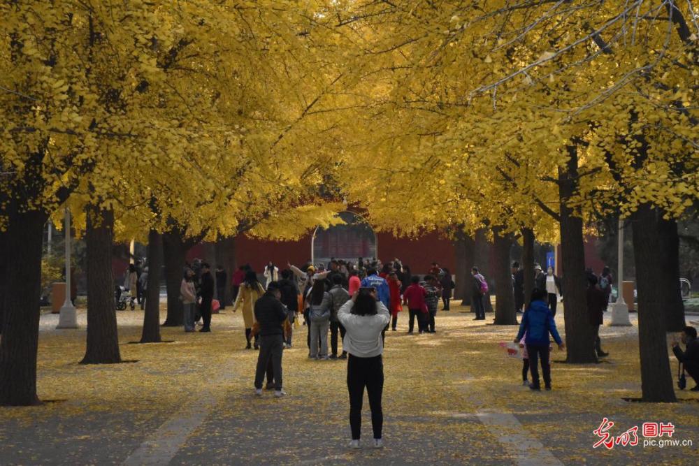 北京|北京：中山公园银杏进入最佳观赏期