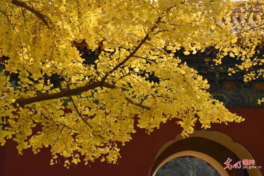 北京|北京：中山公园银杏进入最佳观赏期