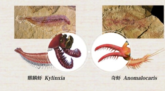 虾的祖先图片