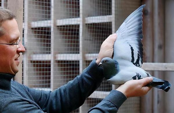 刷新世界紀錄！中國神秘買家花1250萬買下比利時賽鴿