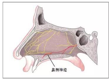 圖4 鼻顎神經解剖位置示意圖鼻顎神經是蝶顎神經的終末分支之一,顎前