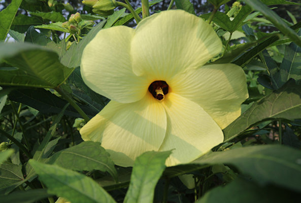 趣味心理学 4朵金花你喜欢哪一朵 测你身边有多少人默默爱着你 金花 心理测试 心理学