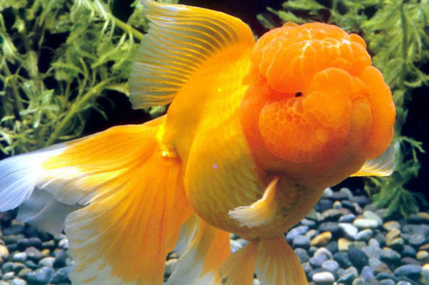 趣味心理学:哪一条金鱼第一眼你就喜欢?测试你们的婚姻是否稳固!