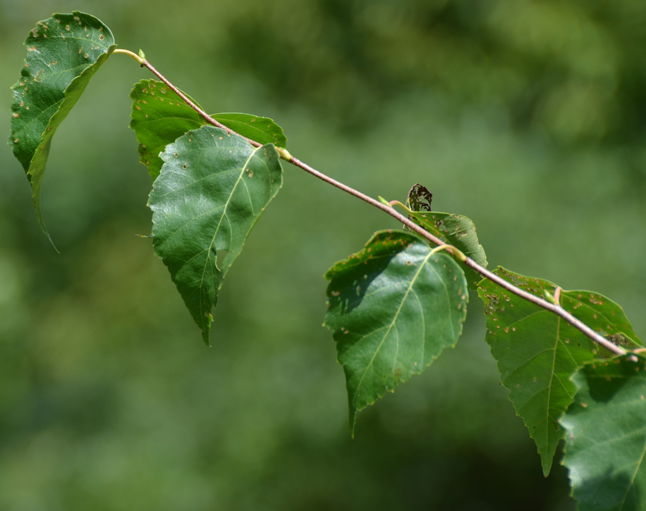 荒野维生野菜系列 白桦汁 腾讯新闻