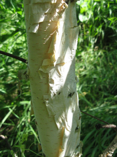 荒野維生野菜系列——白樺汁